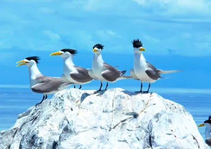 VTV Launches “Vietnam Wild Live”: Vietnam's First Live Wildlife Broadcast