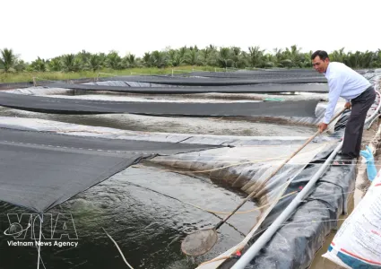 Vietnam's tilapia exports maintain strong growth