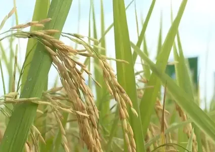 One-million-hectare rice plan enters new phase