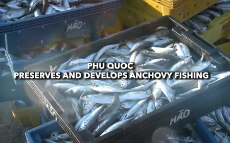 Phu Quoc preserves and develops anchovy fishing - Vibes of Vietnam