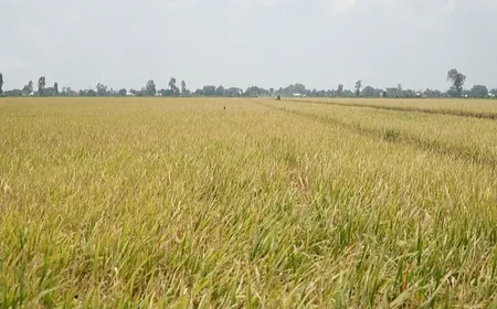 Vietnam pushes million-hectare premium rice plan