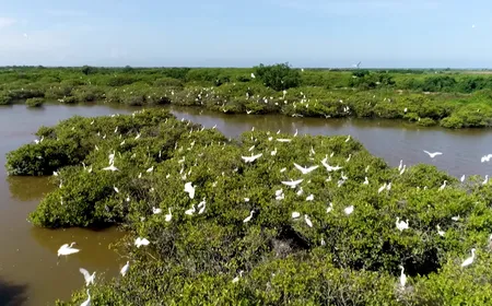 Xuan Thuy National Park - Vietnam's First Ramsar Site