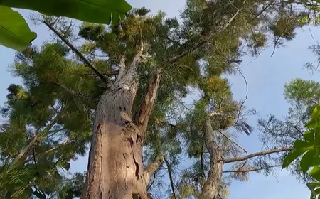 Preservation of rare water conifers - Vibes of Vietnam