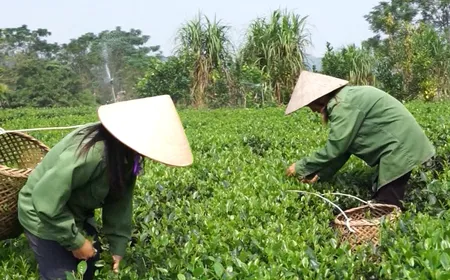 The Flavour of the Land of Tea - The Rhythms of Vietnam