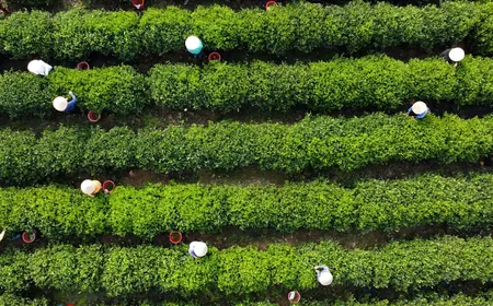 Vietnam's finest tea - Local Towards Global