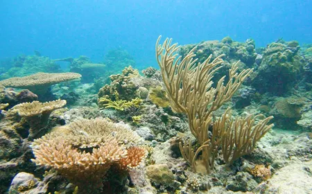 Colours of Truong Sa waters Ep. 2: The Colours of Coral | Insights