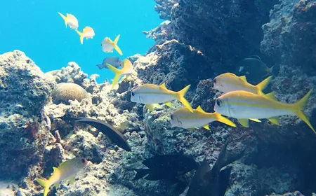 Colours of Truong Sa waters Ep. 1: Truong Sa reef fish | Insights