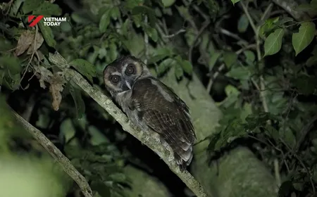 Cherish soaring birds | Insights