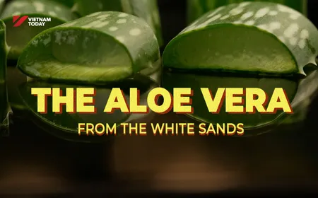 The Aloe Vera from the White Sands | Local Towards Global