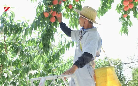 Japan Link - 08.01.2016