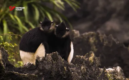 Delacour's langur - Treasure of Vân Long | Echoes of the Wild