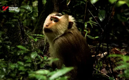Messengers of the Ancient Forest | Echoes of the Wild