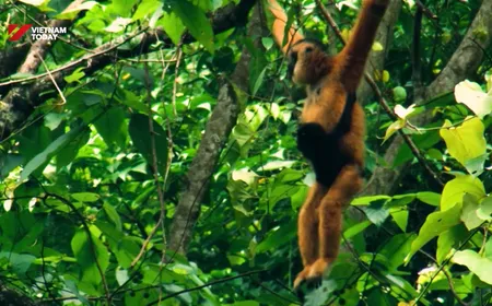 Reviving the Cao Vít gibbon | Echoes of the Wild