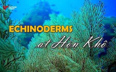 Ocean Mysteries - Echinoderms At Hòn Khô | Insights