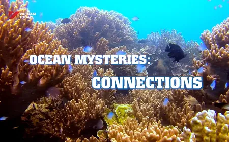 Ocean Mysteries: Connections | Insights