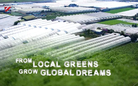 From local greens grow global dreams - Local Towards Global