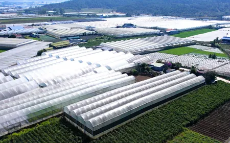 From Local Greens to Global Dreams | Local Towards Global