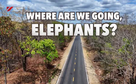 Where Are You Going, Elephants? | I-Report