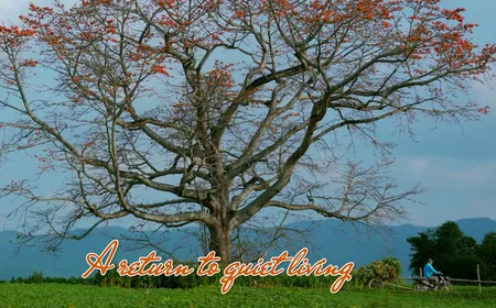 A return to quiet living | The Lens