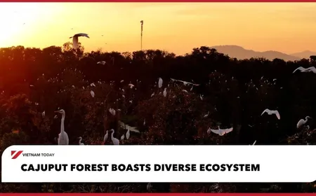 Cajuput forest boasts diverse ecosystem