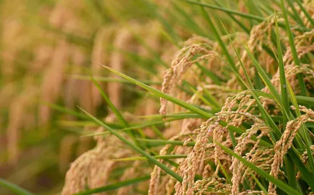 Vietnamese Rice Goes Global | Local Towards Global