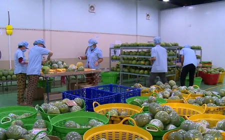 China Link | 20.05.2026