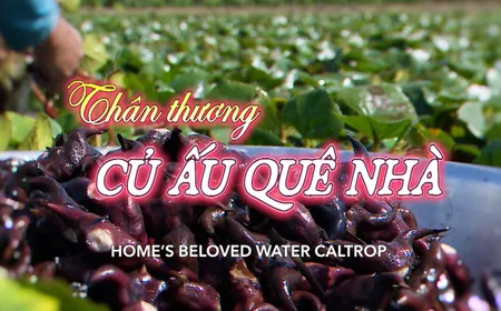 Home’s Beloved Water Caltrop | Vibes of Vietnam