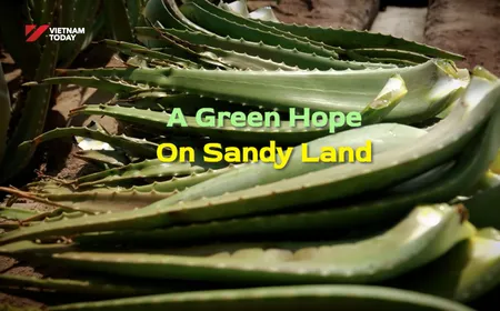 A green hope on sandy land | Vibes of Vietnam