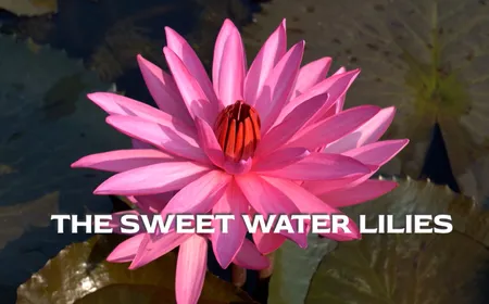 The Sweet Water Lilies | Vibes of Vietnam
