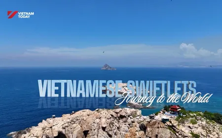 Vietnamese swiftlets: Journey to the world | Local Towards Global