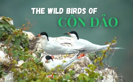 The wild birds of Côn Đảo - Part 1 | Vietnam Wild Live