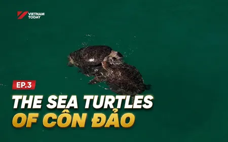 The sea turtles of Côn Đảo | Vietnam Wild Live