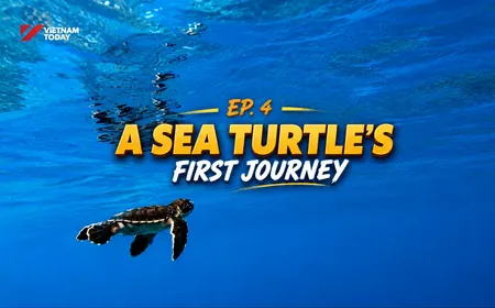 A sea turtle’s first journey | Vietnam Wild Live