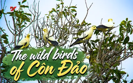 The wild birds of Côn Đảo - Part 2 | Vietnam Wild Live