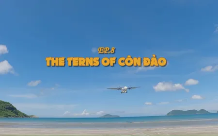The terns of Côn Đảo | Vietnam Wild Live