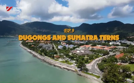 Dugongs and Sumatra Terns | Vietnam Wild Live