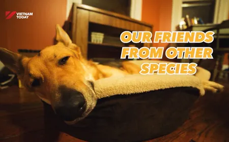 Our friends from other species | Insights