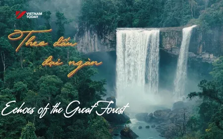 Echoes of the Dipterocarp Forest | Vibes of Vietnam