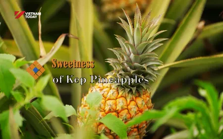 Sweetness of Kép Pineapples | The Rhythms of Vietnam