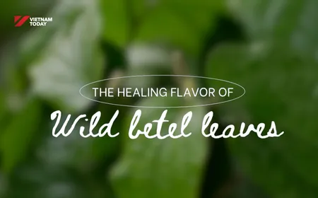 The Healing Flavour of Wild Betel Leaves | Vibes of Vietnam