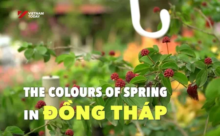 The Colours of Spring in Đồng Tháp | Vibes of Vietnam
