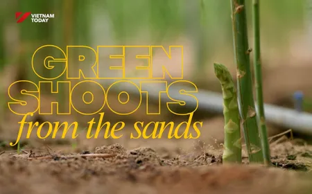 Green shoots from the sands | Local Towards Global