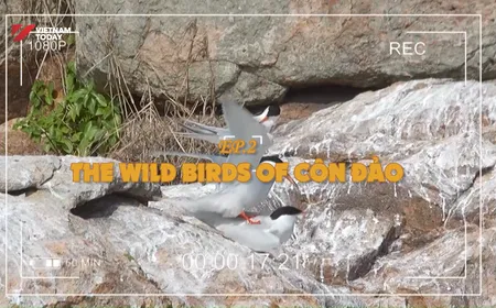 The Wild Birds of Côn Đảo | Vietnam Wild Live
