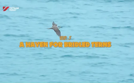 A haven for bridled terns - Part 2 | Vietnam Wild Live