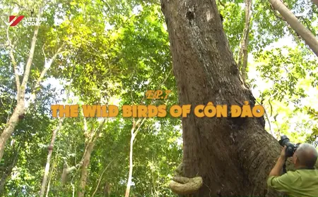 The wild birds of Côn Đảo - Part 3 | Vietnam Wild Live