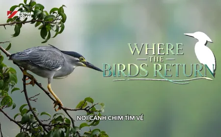 Where the birds return | I-Report