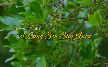 The Fragrance of Lang Son Star Anise | Vibes of Vietnam