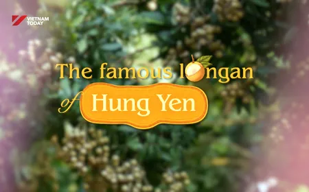 The Famous Longan of Hung Yen | Local Towards Global