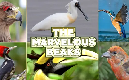 The Marvelous Beaks | Insights
