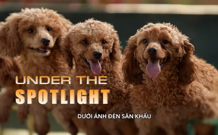Under the Spotlight | The Lens